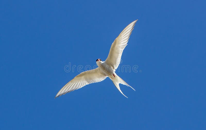 An Arctic Tern with a clear blue sky in the background. An Arctic Tern with a clear blue sky in the background.