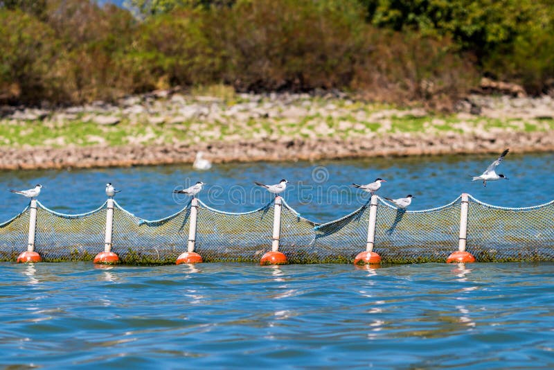 Sternen met bakkebaarden op een visnet bij Kerkini-Meer, Griekenland in September stock foto's Sternen met bakkebaarden op een visnet bij Kerkini-Meer, Griekenland in September stock foto's