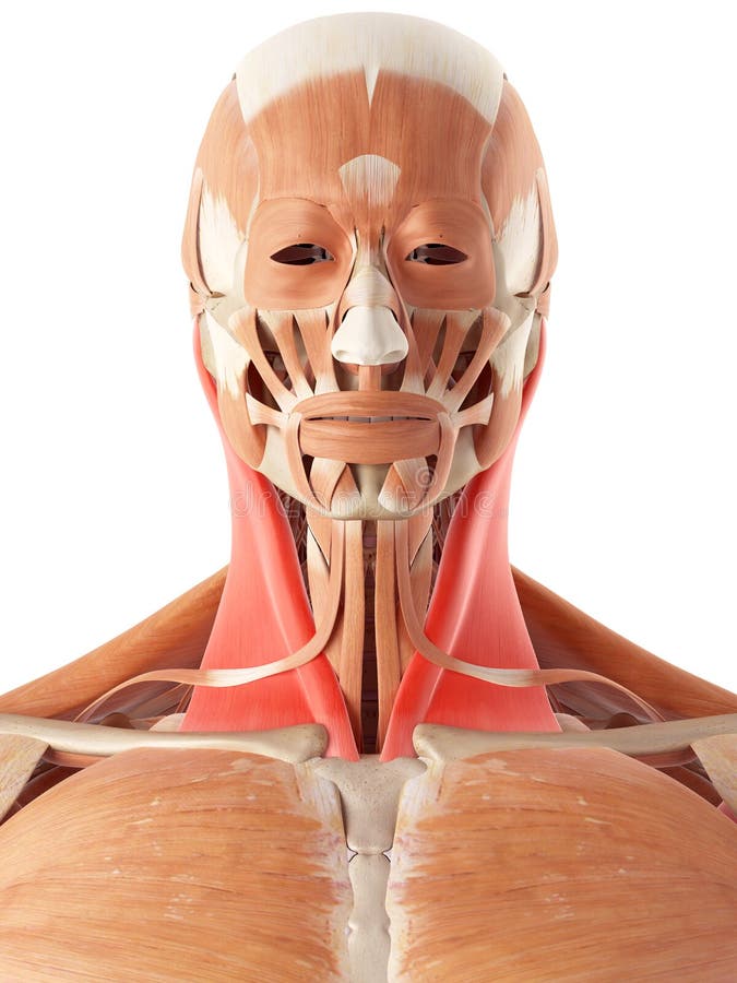 The sternocleidomastoid stock illustration. Illustration of medical
