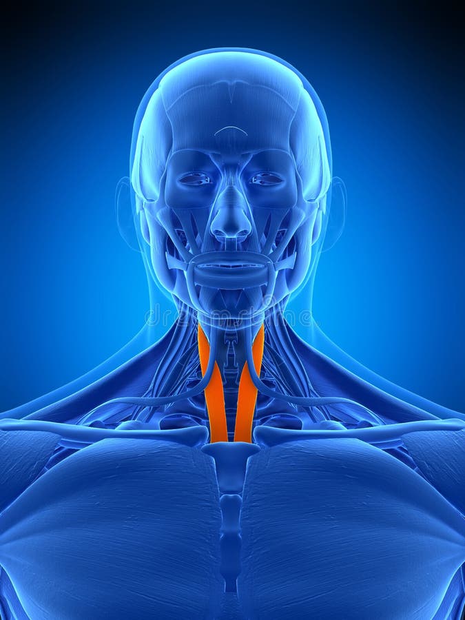 Medically accurate illustration of the sternothyroid