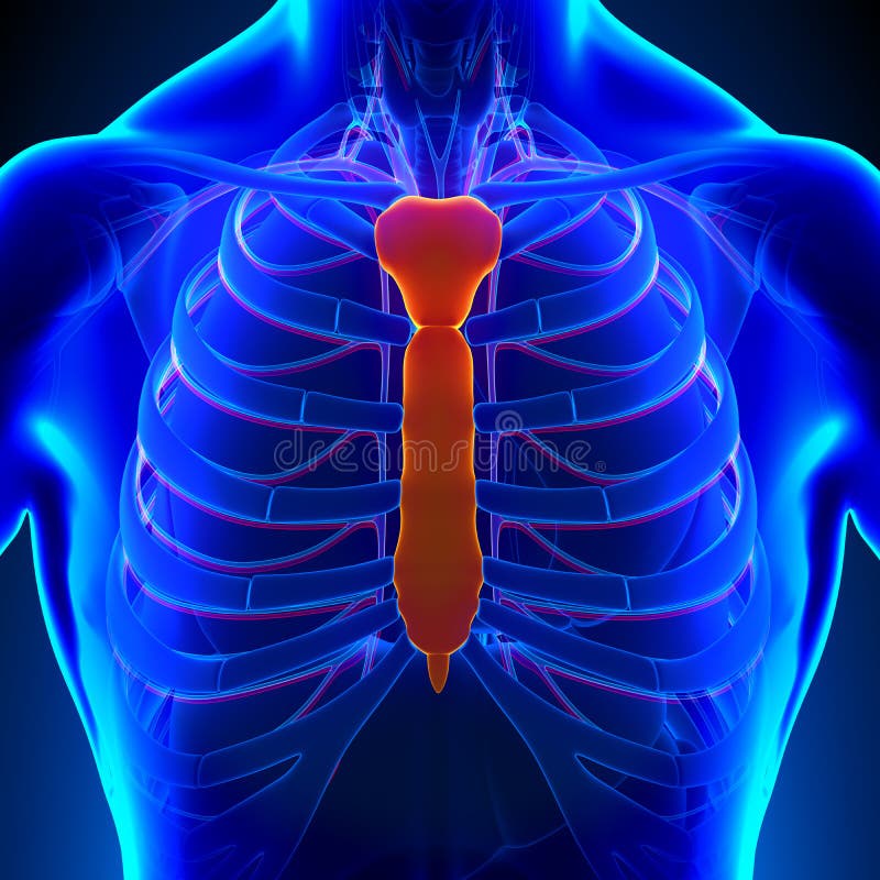 Sternum Anatomy Bones stock illustration. Illustration of fibula 32284146