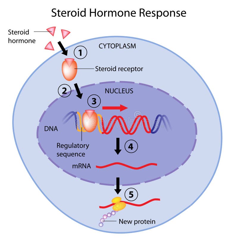 6 Steroid Free Stock Photos StockFreeImages 6-steroid-free-stock-photos-stockfreeimages