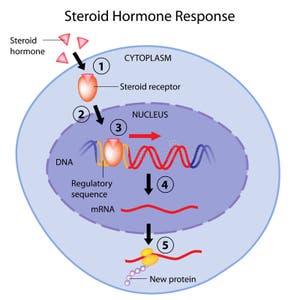 6 Steroid Free Stock Photos StockFreeImages