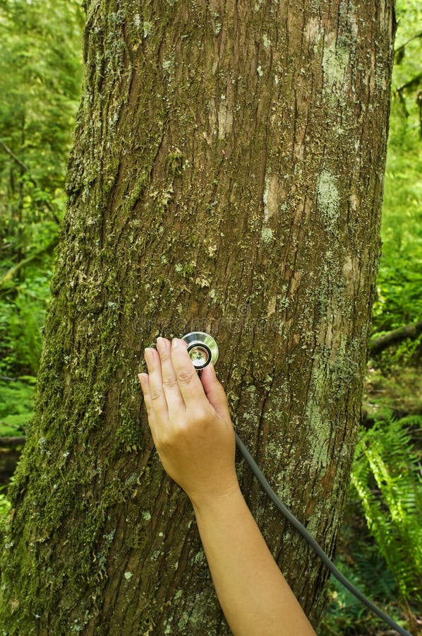 Stethoscope on Tree Checking Health Stock Image Image of concepts, nature 9883631