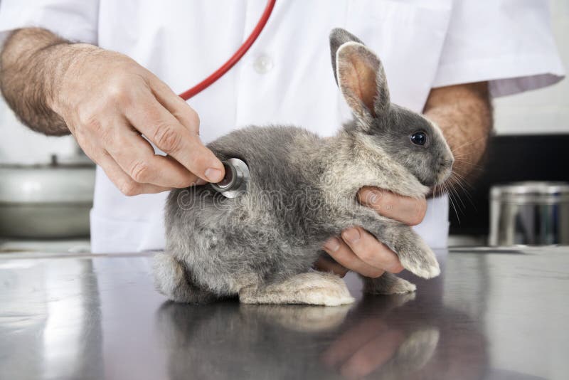 Stetoskop för doktor Examining Rabbit With i klinik royaltyfri bild Stetoskop för doktor Examining Rabbit With i klinik royaltyfri bild