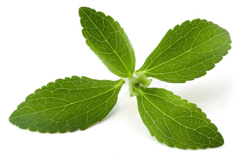 Stevia rebaudiana, sweet leaf sugar substitute isolated on white background