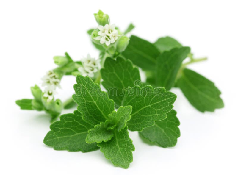 Stevia with flower