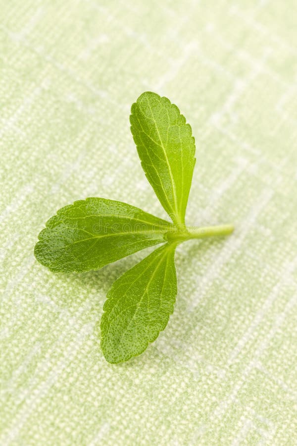 Stevia Sugar Leaf Over White. Stock Photo Image of bright, marco