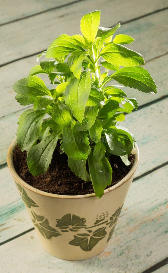 Stevia plant stock image. Image of detail, nourishment 19842359