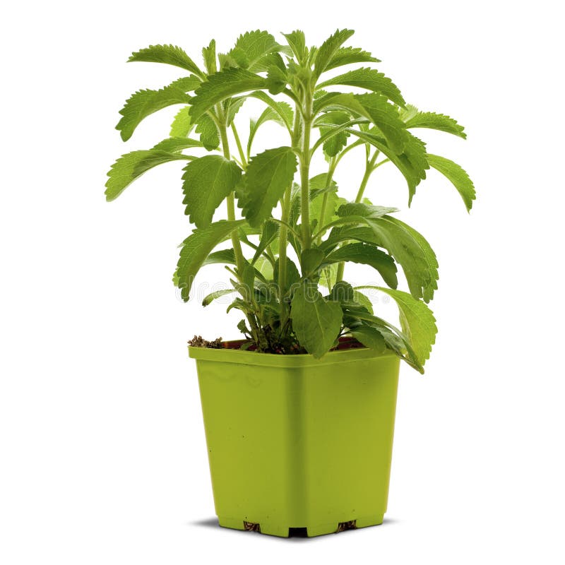 Image of Stevia Rebaudiana stock image. Image of health 10874881