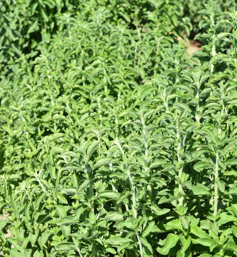 Stevia plant. stock photo. Image of branch, bunch, health 43879400