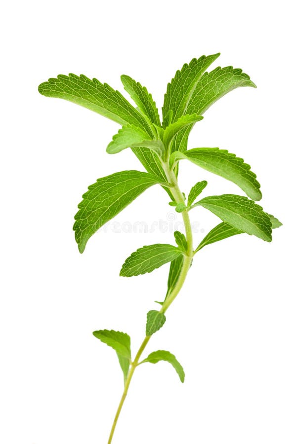 Stevia rebaudiana