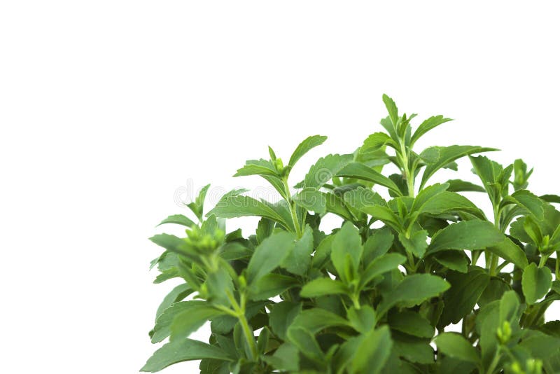 Stevia Rebaudiana Plant Isolated on White Background Stock Photo