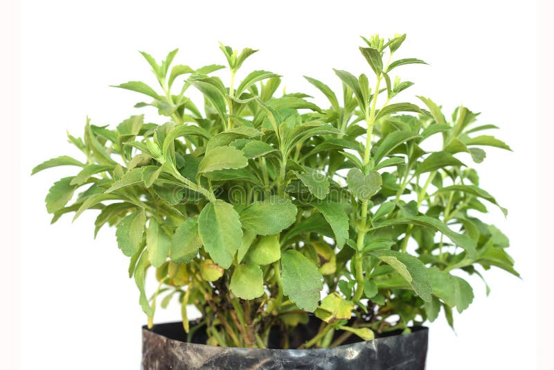 Stevia Rebaudiana Plant Isolated on White Background Stock Image