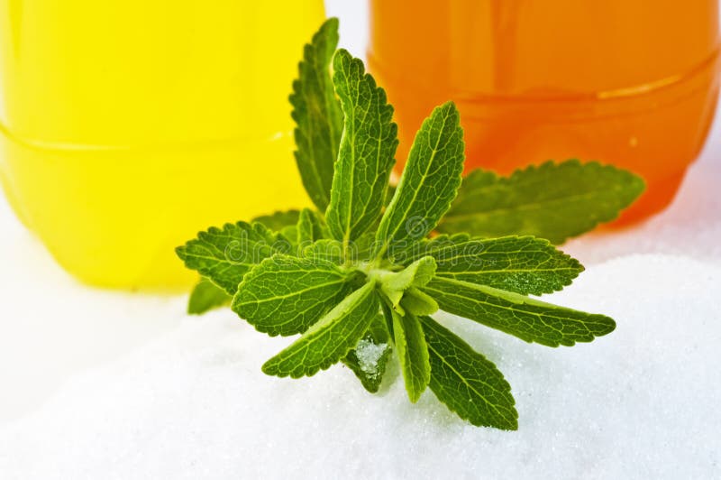 Stevia Rebaudiana, Support for Sugar Stock Photo Image of diabetes