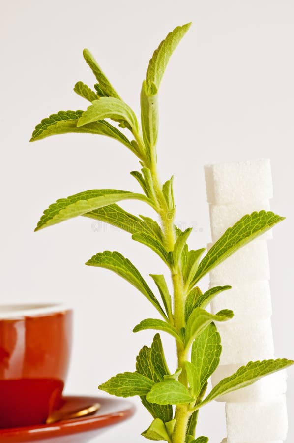 Stevia Rebaudiana, Support for Sugar Stock Photo Image of diabetes