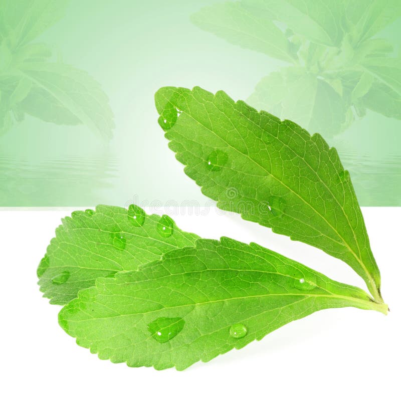 Stevia Sugar Substitute Herbs Leaves in Green Background Stock Photo