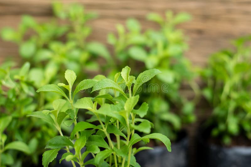 Stevia tree plant stock image. Image of healthy, food 161409649