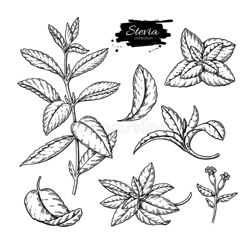 Stevia Vector Drawing. Herbal Sketch of Sweetener Sugar Substitute ...