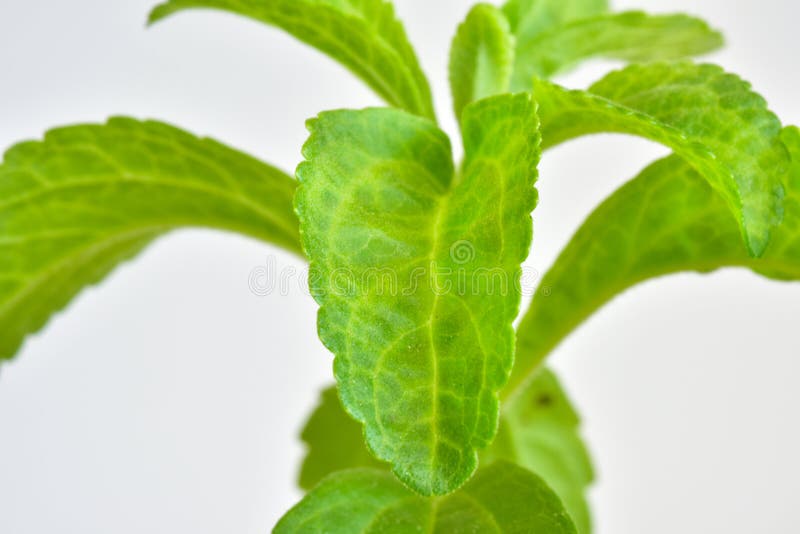 Stevia green plant stock photo. Image of leaf, stevia 99232980