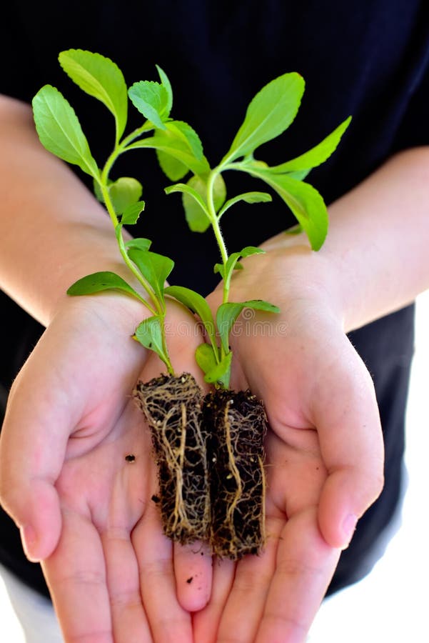 Stevia young seedling stock photo. Image of diet, planting 90953936