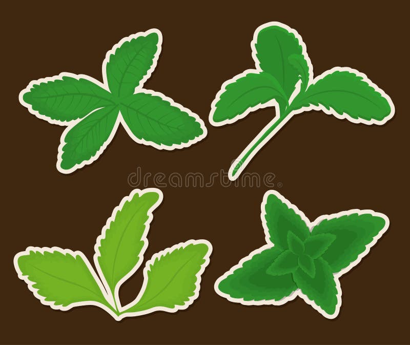 Steviabegreppsdesign royaltyfri illustrationer
