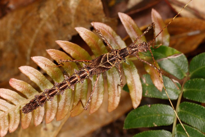 Stick insect on the bracken