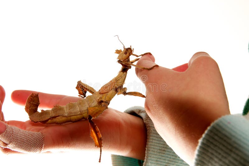 Stick insect on hands stock photo. Image of hands, stick 36311118