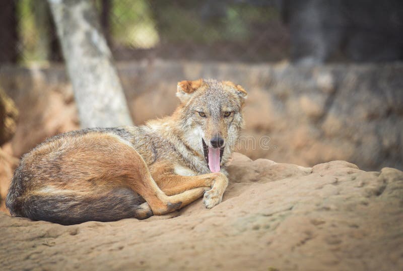 Stick out tongue animal / Close up of eye black backed jackal wildlife lying on the rock - Golden jackal stock photography Stick out tongue animal / Close up of eye black backed jackal wildlife lying on the rock - Golden jackal stock photography