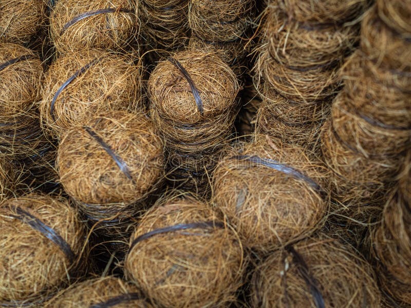 Sticks To Support Plants. Coconut Support To Support the Trunks of