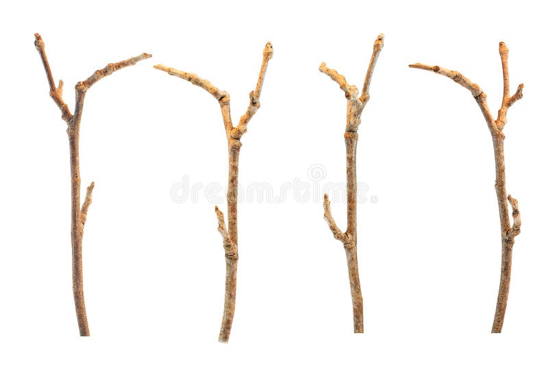 Twigs and Branches stock photo. Image of isolated, twigs 2644448