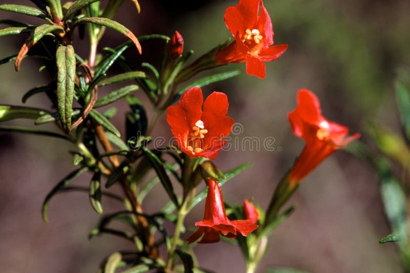 Sticky Monkey Flower wildflower growing in Cleveland National Forest Ramona California   49599   Mimulus aurantiacus. Sticky Monkey Flower wildflower growing in Cleveland National Forest Ramona California   49599   Mimulus aurantiacus