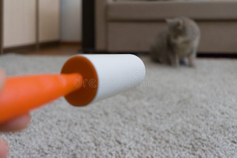 Sticky Roller Cleans the Carpet from Cat Hair Stock Photo Image of equipment, action 137681290
