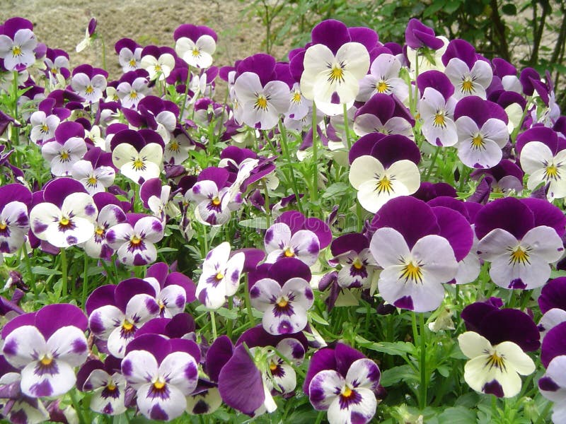 15,229 Pansies Stock Photos Free & RoyaltyFree Stock Photos from