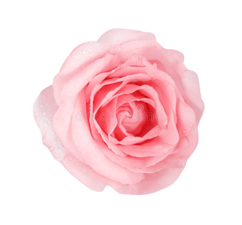 Stieg weiches Rosa der Draufsichtnatur Farbdie blumen, die mit den Wassertropfen bl? hen, die auf wei? em Hintergrund mit Beschneid lizenzfreie stockfotografie