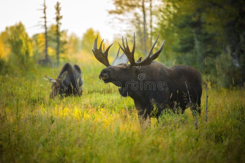 Bull en koe moos stock afbeelding