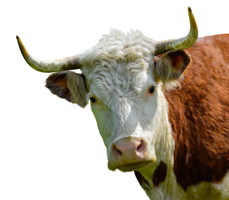 Stier, Kuh, Bison, Büffelhauptporträt lokalisiert herausgeschnitten