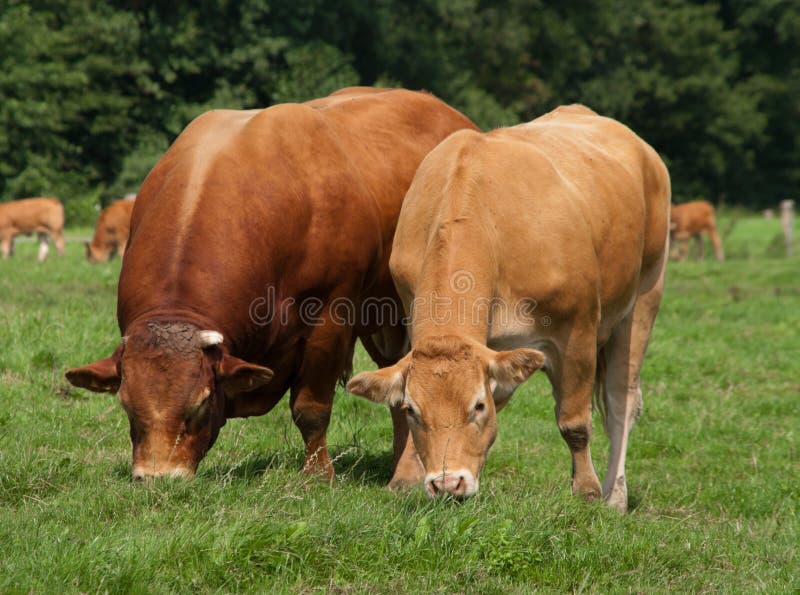 bioscoop Kom langs om het te weten Schrijf een brief Stier met koe stock foto. Image of platteland, vlees - 21541338