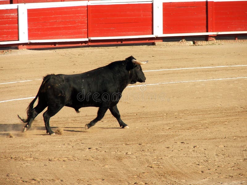 Furious bull knows that he is doomed. This is bullfight. Furious bull knows that he is doomed. This is bullfight.