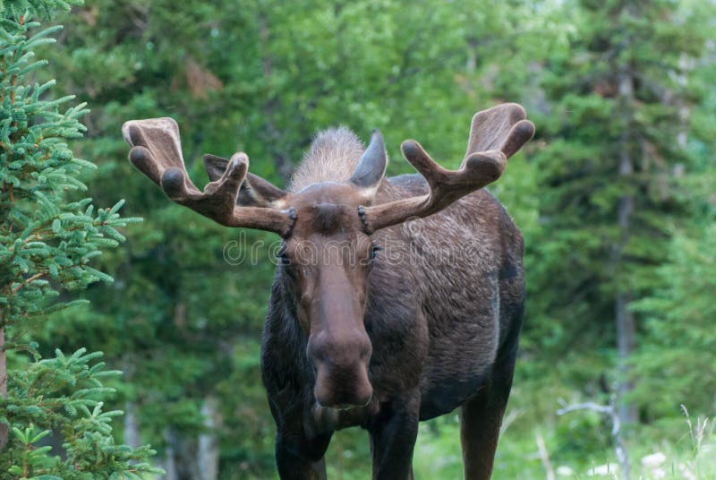 Amerikaanse eland stock fotografie