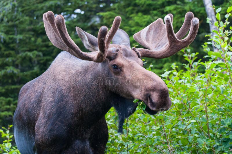 Bull Moose royalty-vrije stock afbeeldingen
