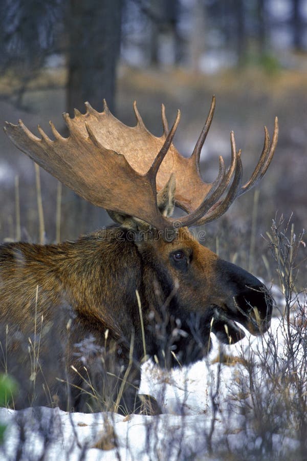 Amerikaanse eland royalty-vrije stock foto's