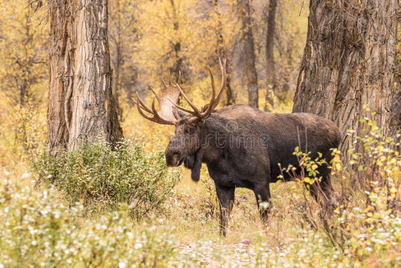 Amerikaanse eland royalty-vrije stock fotografie