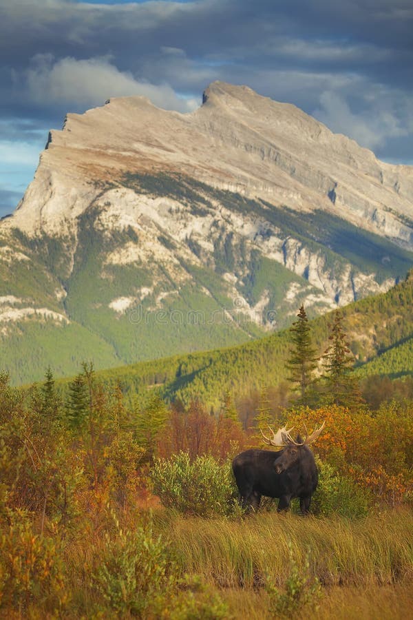 Amerikaanse eland royalty-vrije stock foto