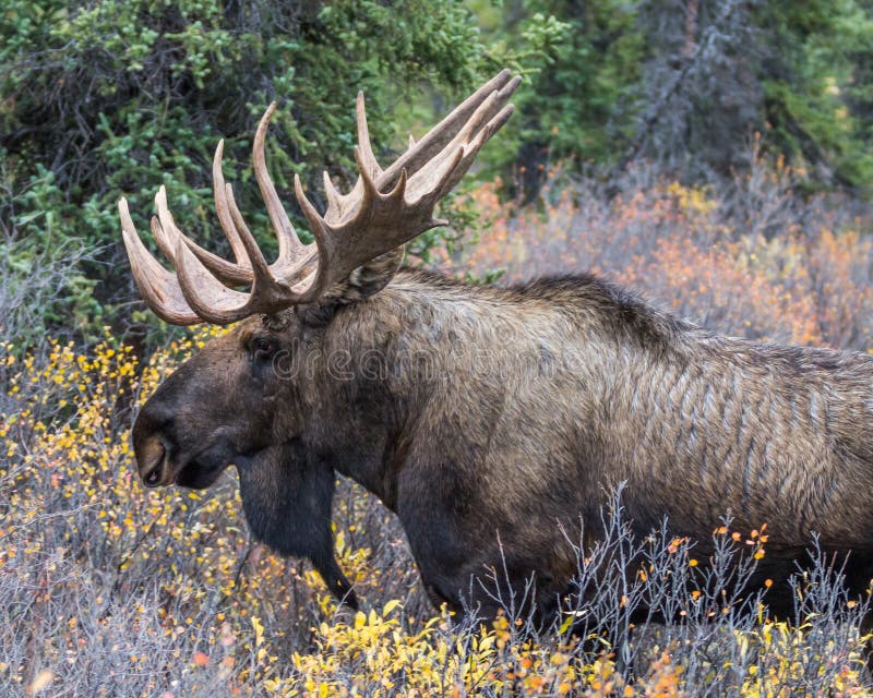 Stierelkgewei Denali stock afbeelding