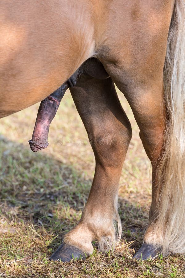 Stiff pony penis erection with back legs. 