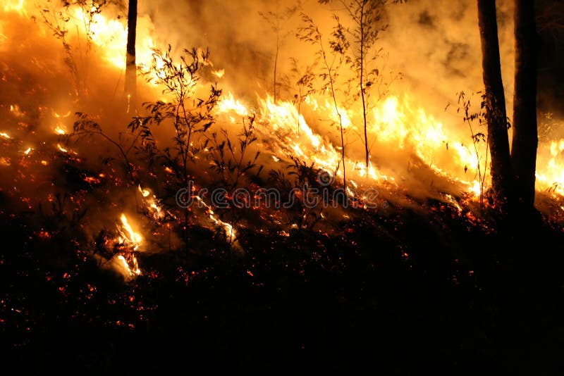 Photo of bushfire/wildfire up close. Photo of bushfire/wildfire up close