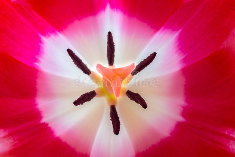 Stigma and Stamen of a Flower Stock Photo Image of white, closeup