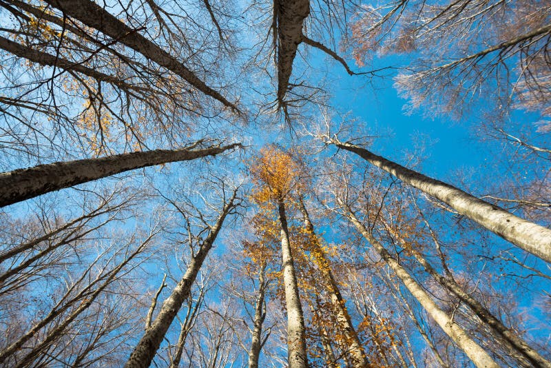 Stijgende perspectiefmening van lange beukbomen en gele bladeren stock afbeeldingen Stijgende perspectiefmening van lange beukbomen en gele bladeren stock afbeeldingen