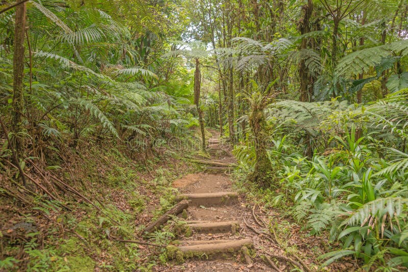 Stijging in het regenwoud van Dominica stock fotografie Stijging in het regenwoud van Dominica stock fotografie